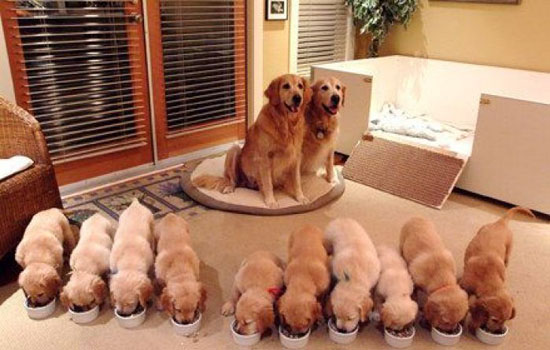 神犬小七大家不陌生,那么它是什么品种呢? 神犬小七大家不陌生,那么它是什么品种呢?