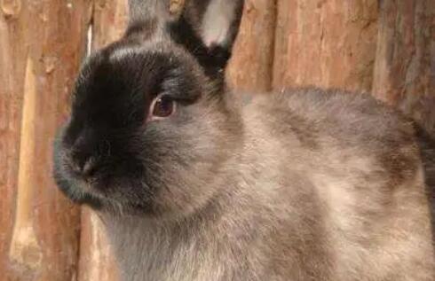 暹罗兔有何特点，快来了解一下吧~