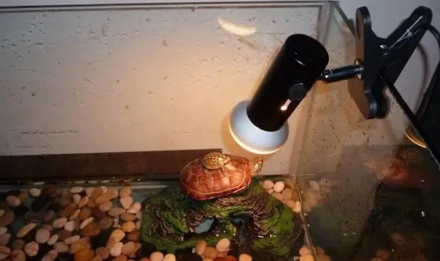 晒龟灯的正确用法和距离