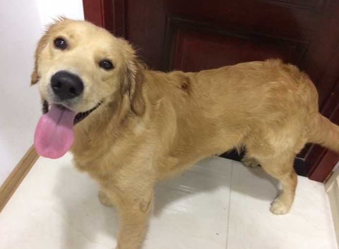 金毛多大开始换毛？主人有必要了解一下