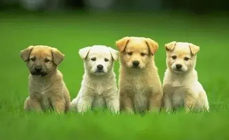 狗狗身上调节体温的汗腺主要分布在哪里?看这里