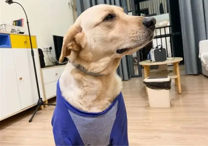 宠物狗体外驱虫用什么，索来多忒靠谱了