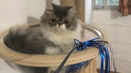 长毛和短毛加菲的哪个好养?来看看你就知道了! 长毛和短毛加菲的哪个好养?来看看你就知道了!