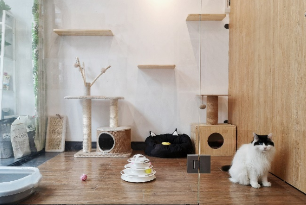 假期外出,如何给猫咪找靠谱寄养? 假期外出,如何给猫咪找靠谱寄养?