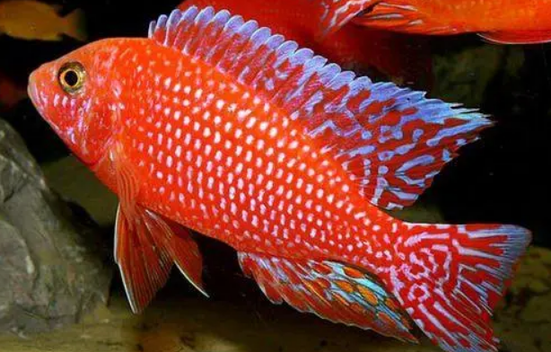 红宝石鱼怎么变红？方法很简单，快来看！