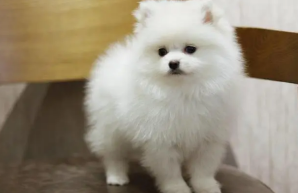 如何给博美犬剪毛，来看你就懂了