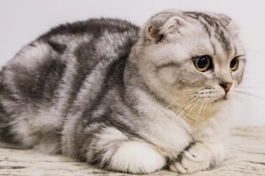 短腿折耳猫有什么问题？我来告诉你答案！