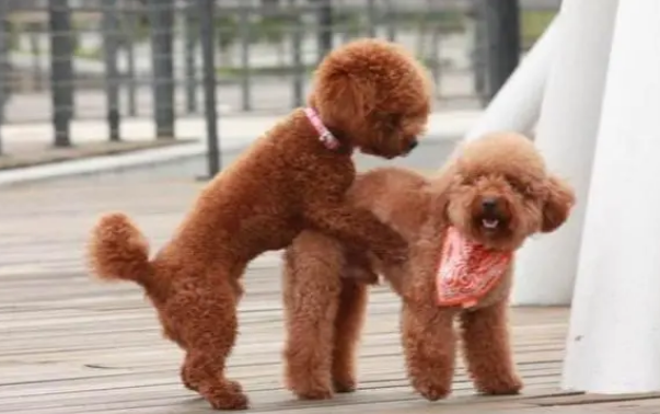 泰迪串土狗要断尾注意事项,你一定要知道! 泰迪串土狗要断尾注意事项,你一定要知道!