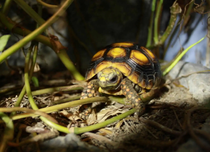 能陪伴主人至少40年,哥伦比亚红腿陆龟真长情! 能陪伴主人至少40年,哥伦比亚红腿陆龟真长情!