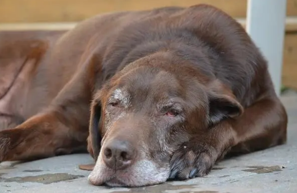 拉布拉多洗澡用什么沐浴露？怎么挑选？