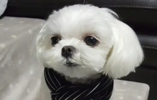 铲屎官必看，马尔济斯犬能活多少年？