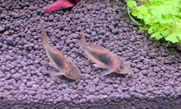 怎么培养硝化菌？做到以下4点，轻松拿捏