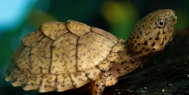 萌宠小知识：麝香龟为什么叫麝香？