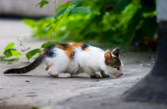 猫吃草仅仅是为了吐毛球？并不然，猫草还有带来其他好处