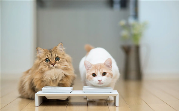 猫咪多久适应新环境？看完彻底明白了！