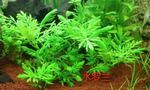 孔雀鱼缸里适合养什么水草？来这里看看