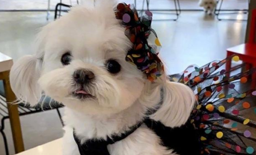 马尔济斯犬出生几天睁眼?一文为你科普 马尔济斯犬出生几天睁眼?一文为你科普