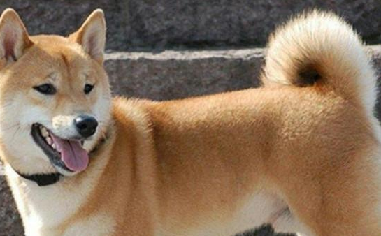 中华田园犬和柴犬的区别，都在这里啦！