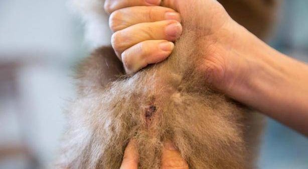 一篇文章告诉你狗狗身上发臭的原因！