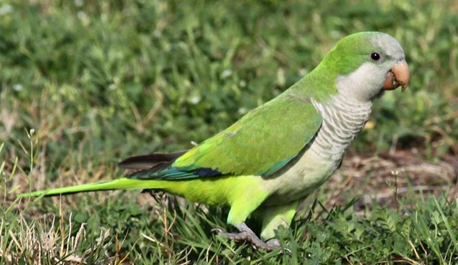 和尚鹦鹉需要换毛多长时间？来了解下吧