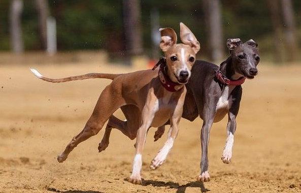 灵缇认主人吗?一定要耐心训练