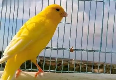 黄玉鸟有什么特点?想养的人看过来 黄玉鸟有什么特点?想养的人看过来