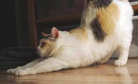 今日科普：猫弓背竖尾巴什么意思？