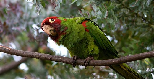 养宠分享：红面具锥尾鹦鹉吃什么食物