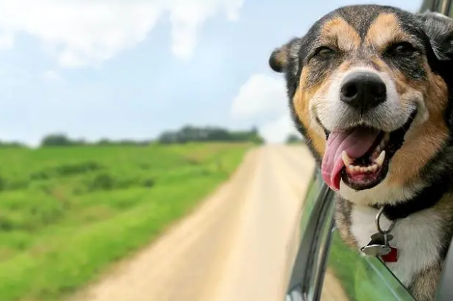 宠物体外驱虫药存在安全隐患?贝卫多一招教你轻松化解 宠物体外驱虫药存在安全隐患?贝卫多一招教你轻松化解