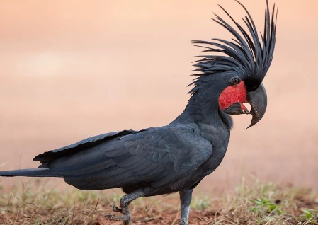 一起来看看棕榈凤头鹦鹉价格多少钱吧~