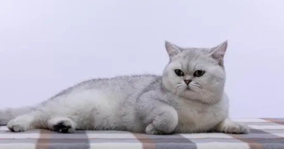 猫舍是干嘛的？猫舍和宠物店有什么区别？