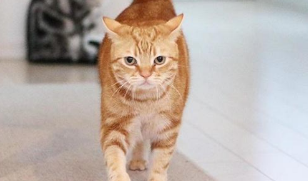 image.png猫咪太活泼了怎么调教？学会这三招