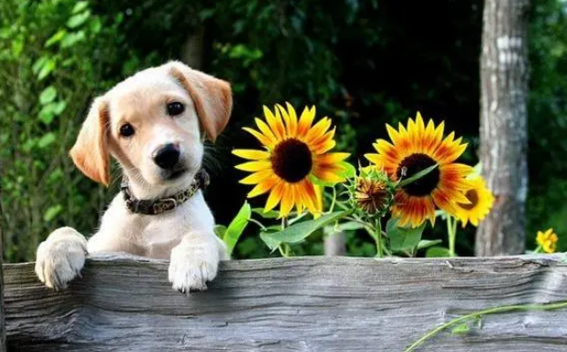 小心点，冬天这么给你家狗子洗澡，可能会出事！