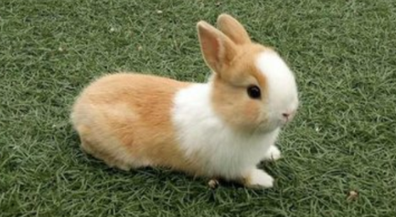 喜马拉雅兔生活习惯咋样？该如何饲养才好？