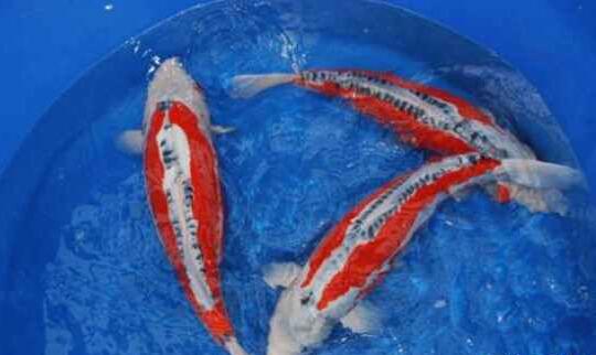 秋翠锦鲤能长大吗？学会喂养手段你也能养大~