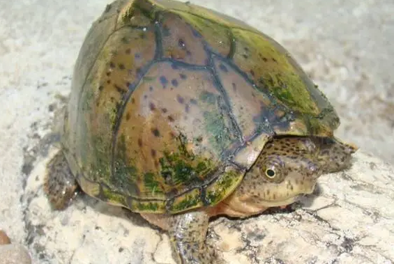 剃刀龟吃什么长得快？主人来学习下吧