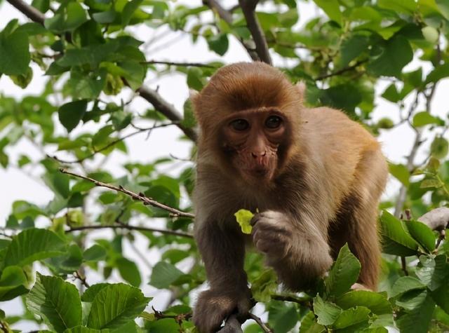 神秘的直隶猕猴真的灭绝了吗？也许还有奇迹发生！