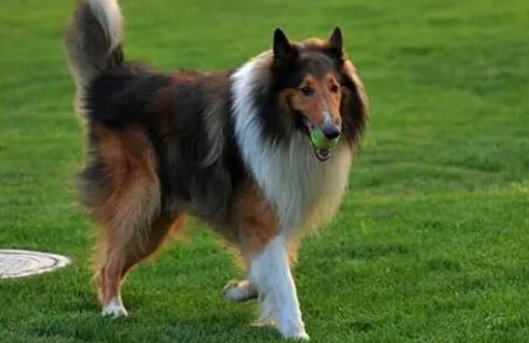 想养苏格兰牧羊犬的要注意了,它的性格特点要注意 想养苏格兰牧羊犬的要注意了,它的性格特点要注意