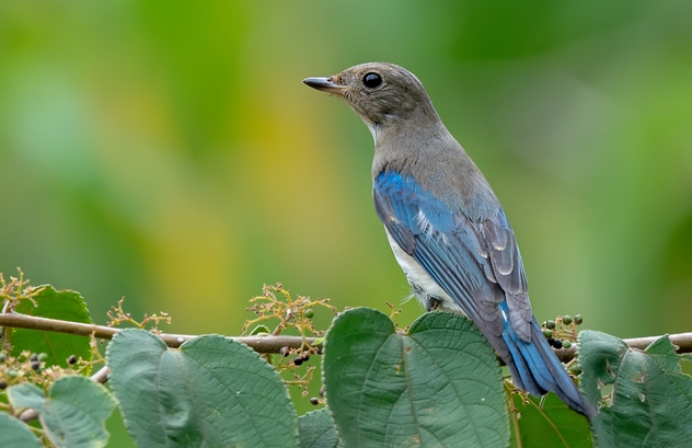 白腹蓝翁鸟繁育期是几月份，想了解的来看看！