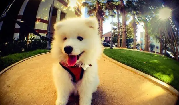 狗狗吃“微量元素”的好处,每周喂几次? 狗狗吃“微量元素”的好处,每周喂几次?