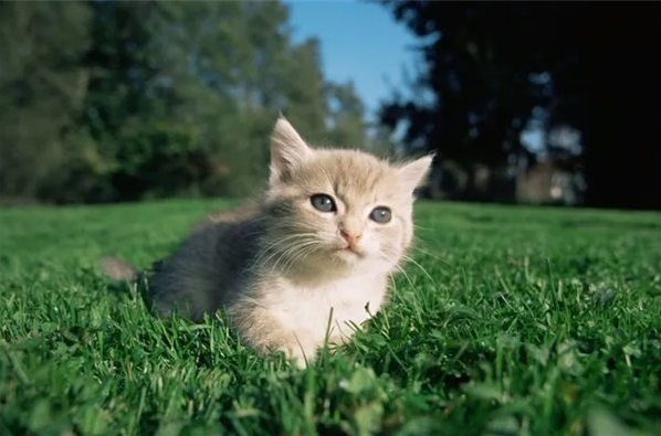 猫咪体外驱虫怎么做,旺滴静实力之选 猫咪体外驱虫怎么做,旺滴静实力之选