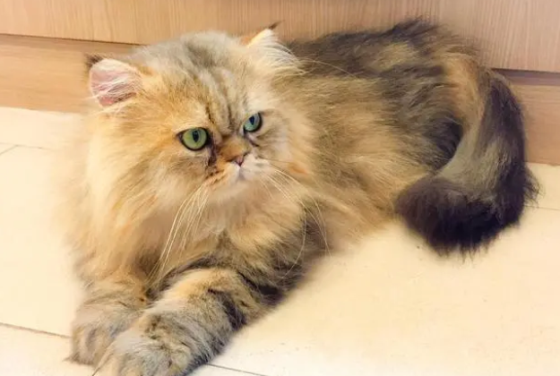 猫咪吃复合维生素b的作用与功效 猫咪吃复合维生素b的作用与功效