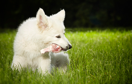 科普:狗吃肉吃多了会怎么样? 科普:狗吃肉吃多了会怎么样?