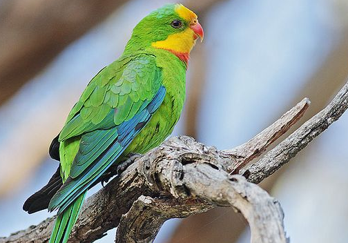 超级鹦鹉的价格咋样？好饲养吗？