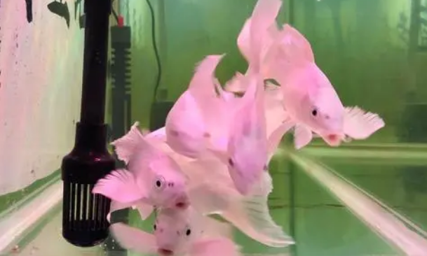 硝化细菌的生死存亡，与诸多因素有关，掌握住两个大致方向即可