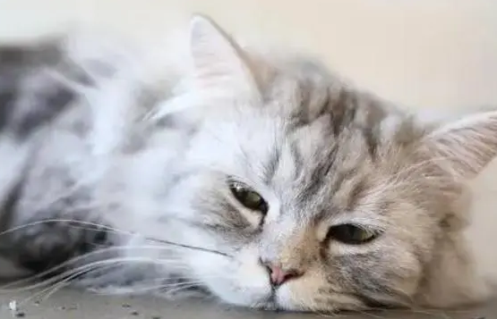 猫中暑可以吃头痛粉吗？铲屎官要了解下