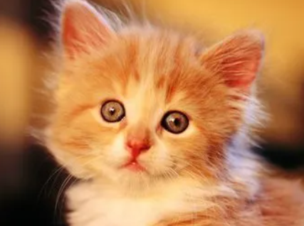 榴莲对猫有什么危害？感兴趣的快来看看！