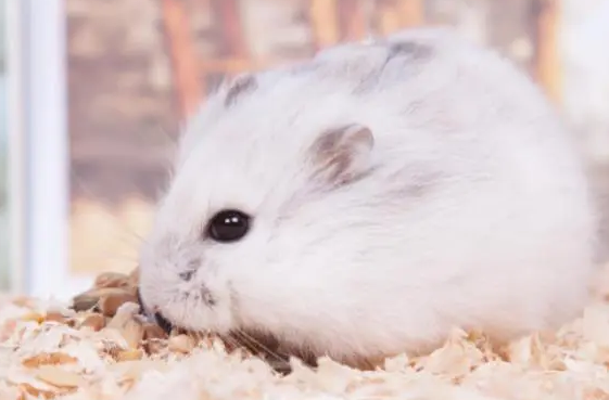 一线仓鼠主要饮食是这些食物