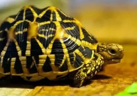 妙手回春丨印度陆龟得了腐皮原来可以这么治 妙手回春丨印度陆龟得了腐皮原来可以这么治