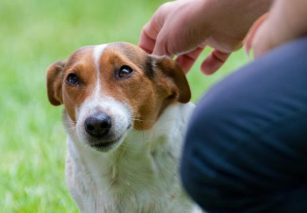 我来教大家，狗狗做噩梦了怎么安抚？